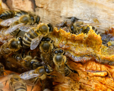 Medus su bičių pikiu. 280 gramų