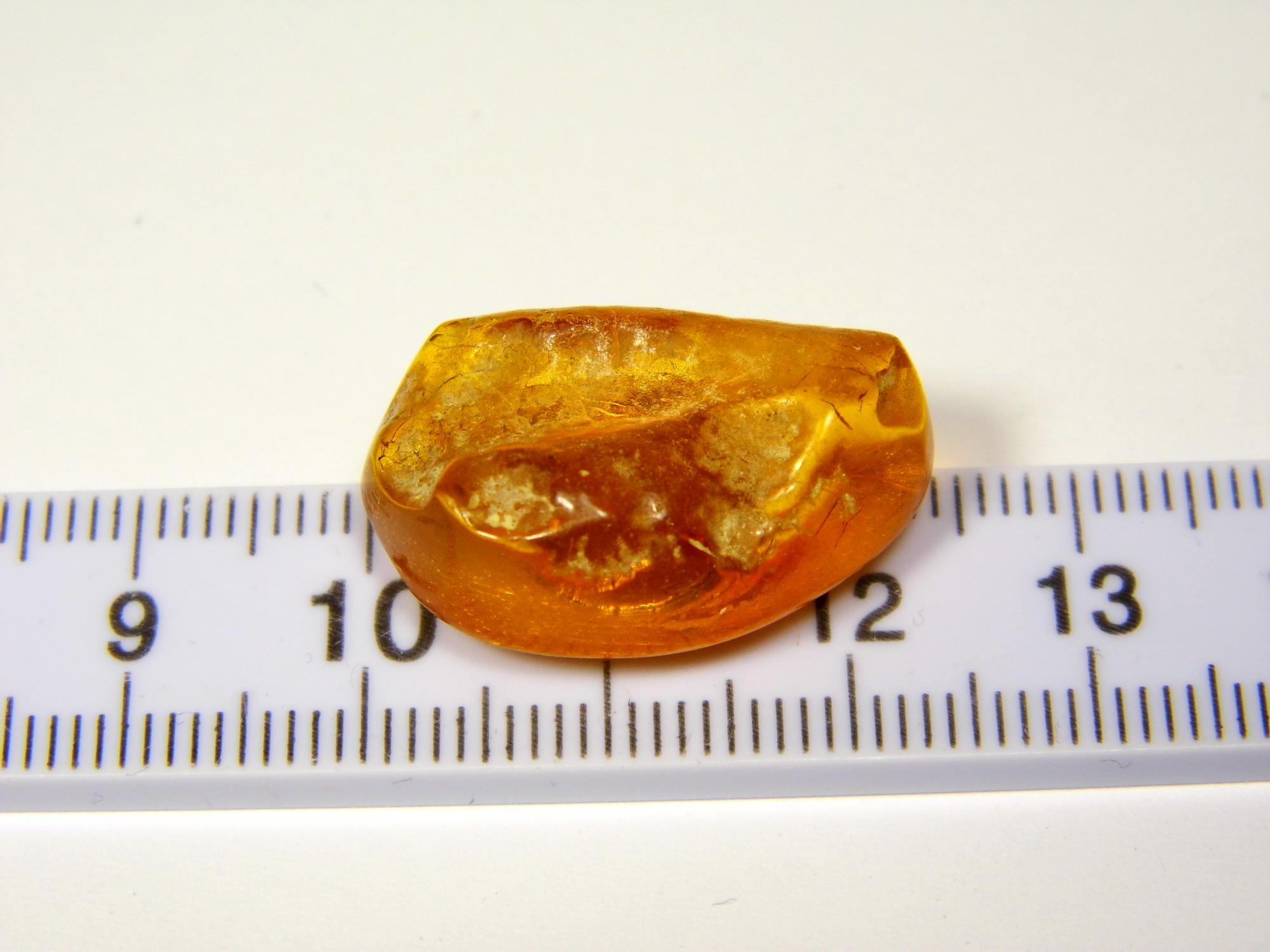 Magnetukas su gintaru. Suvenyras su natūraliu Baltijos gintaru. Gintarinis šaldytuvo magnetas 0451