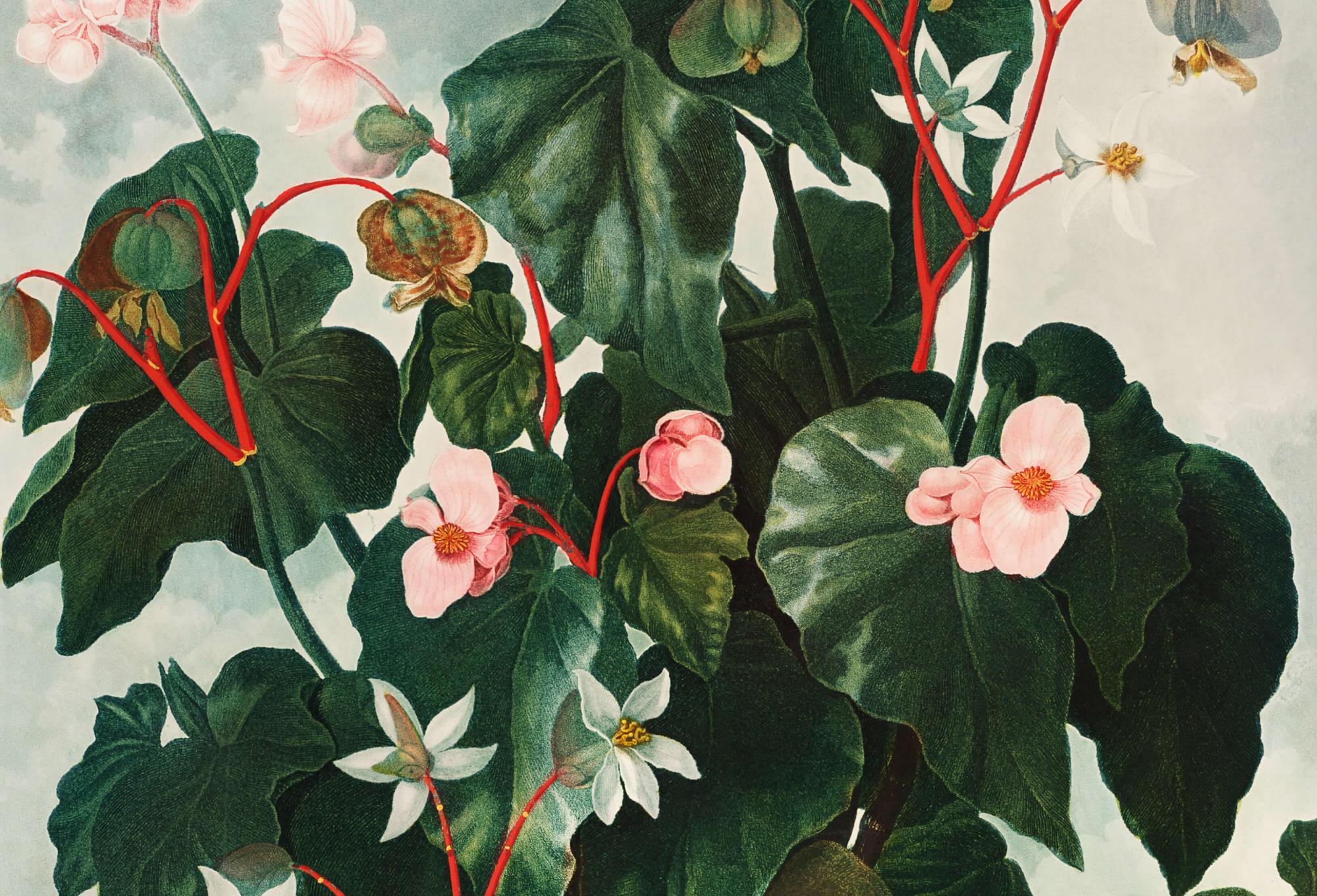 Reprodukcija „Įstrižalapė begonija“, Robert John Thornton, (1808)