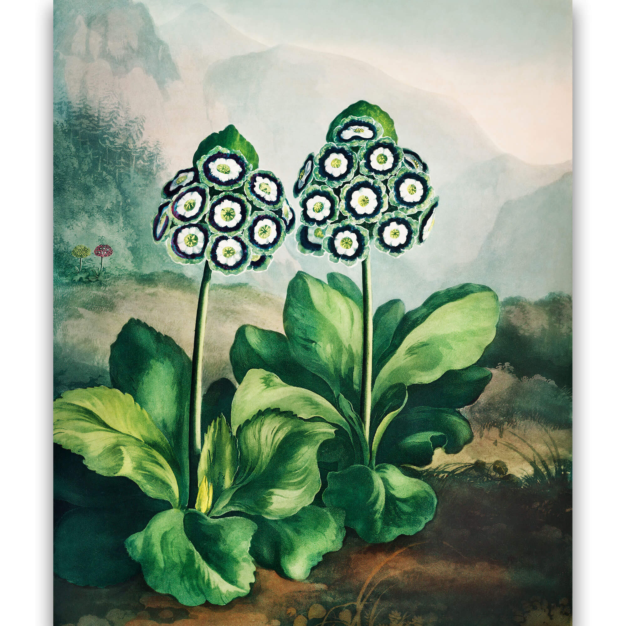 Reprodukcija „Raktažolės“, Robert John Thornton, (1808)
