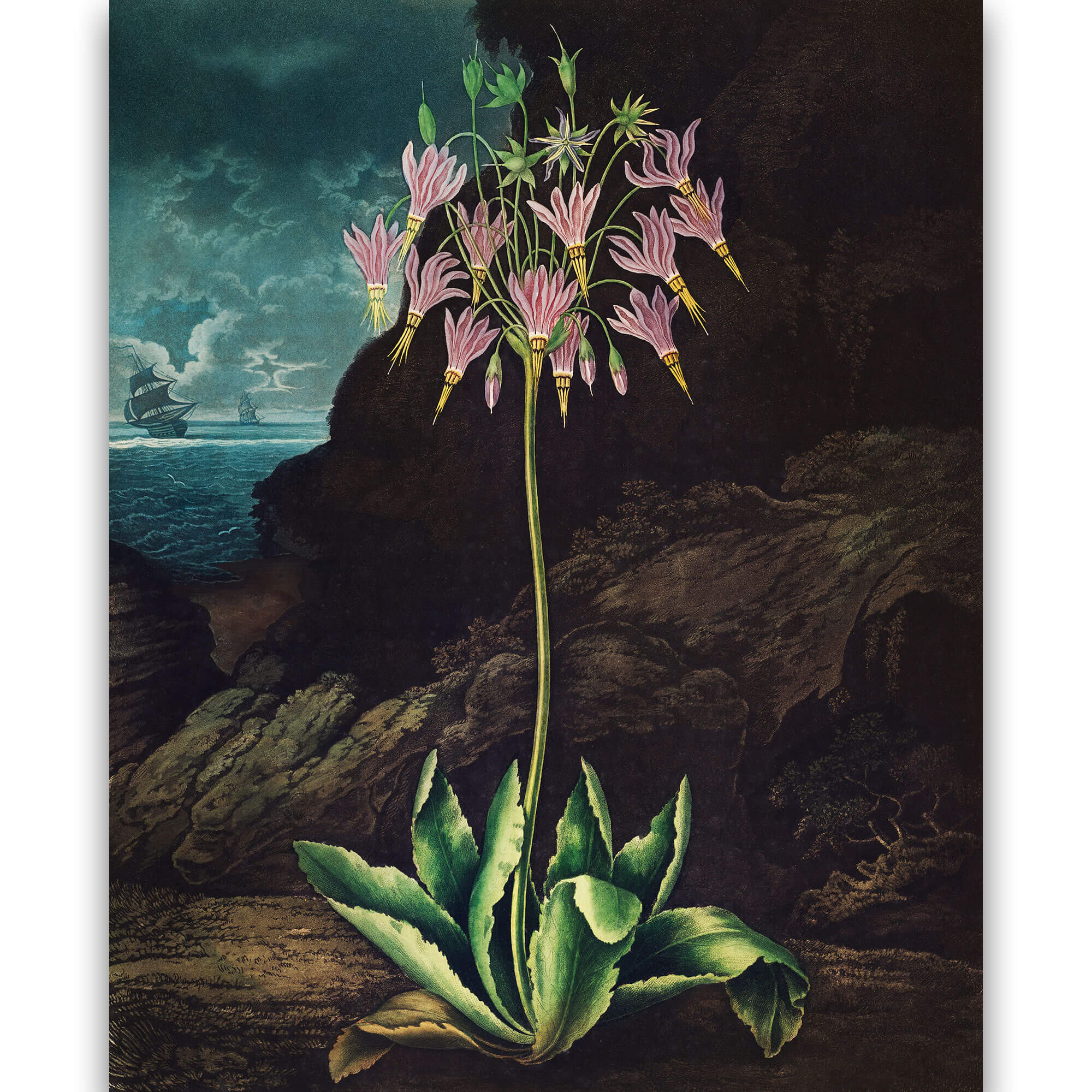 Reprodukcija „Pavasarinė raktažolė“, Robert John Thornton, (1808)