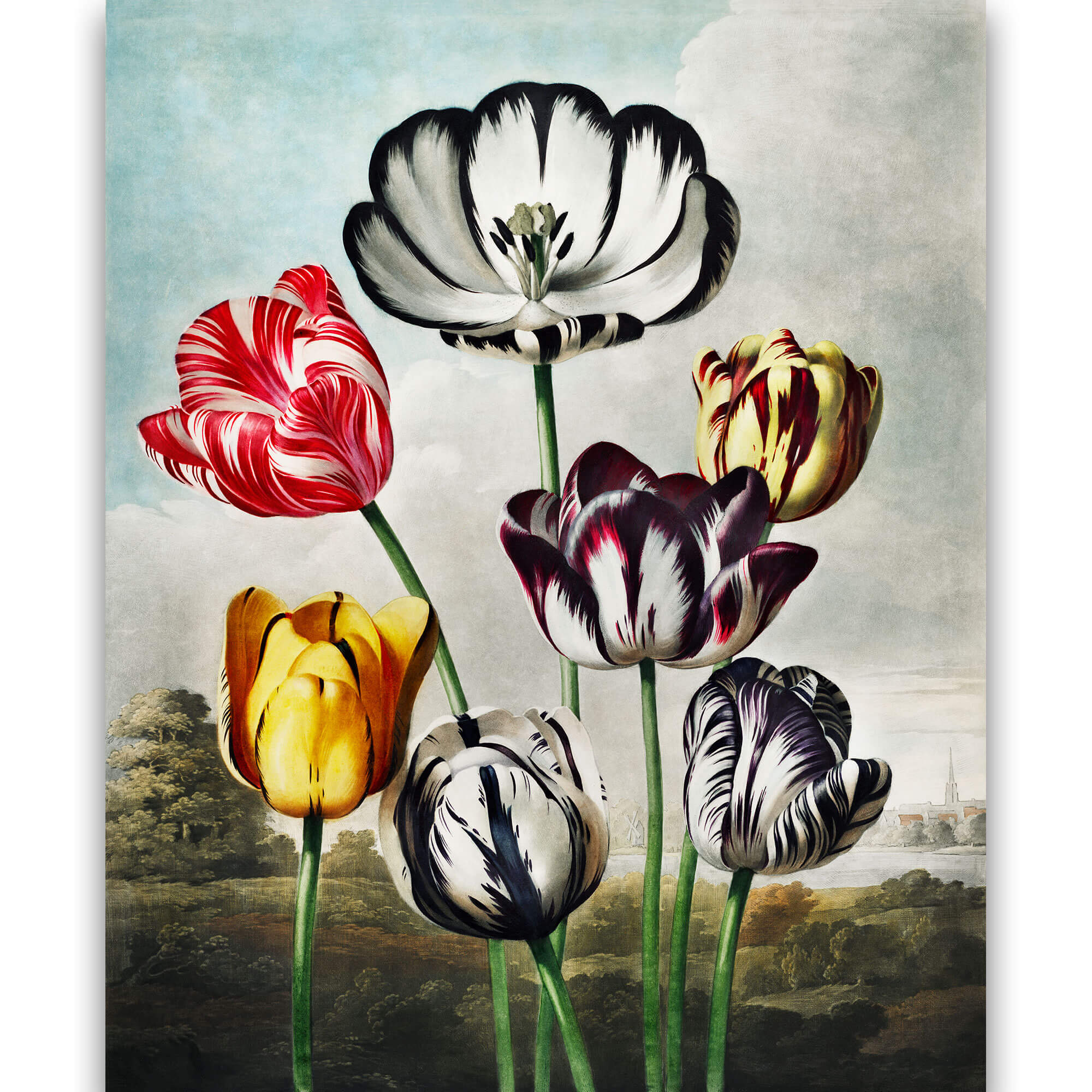 Reprodukcija „Tulpės“, Robert John Thornton, (1808)