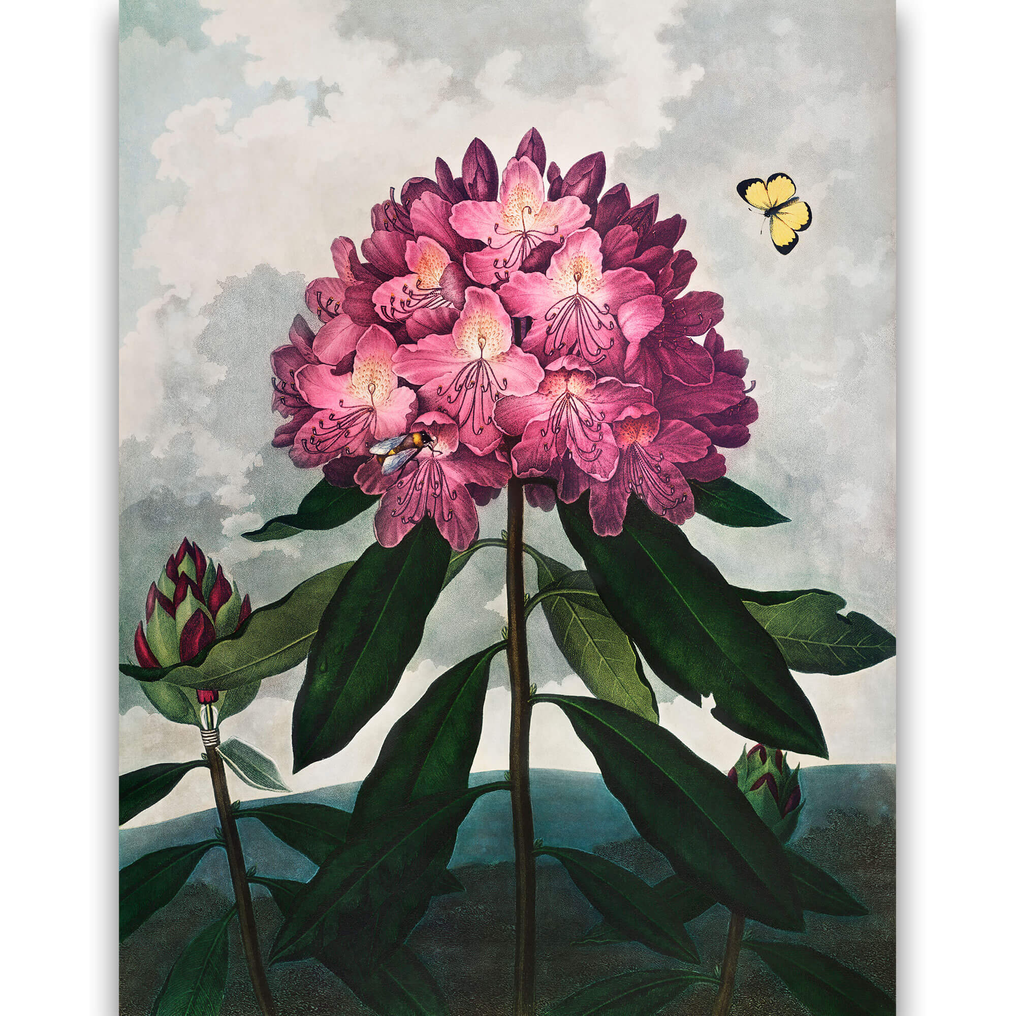 Reprodukcija „Rododendras“, Robert John Thornton, (1808)