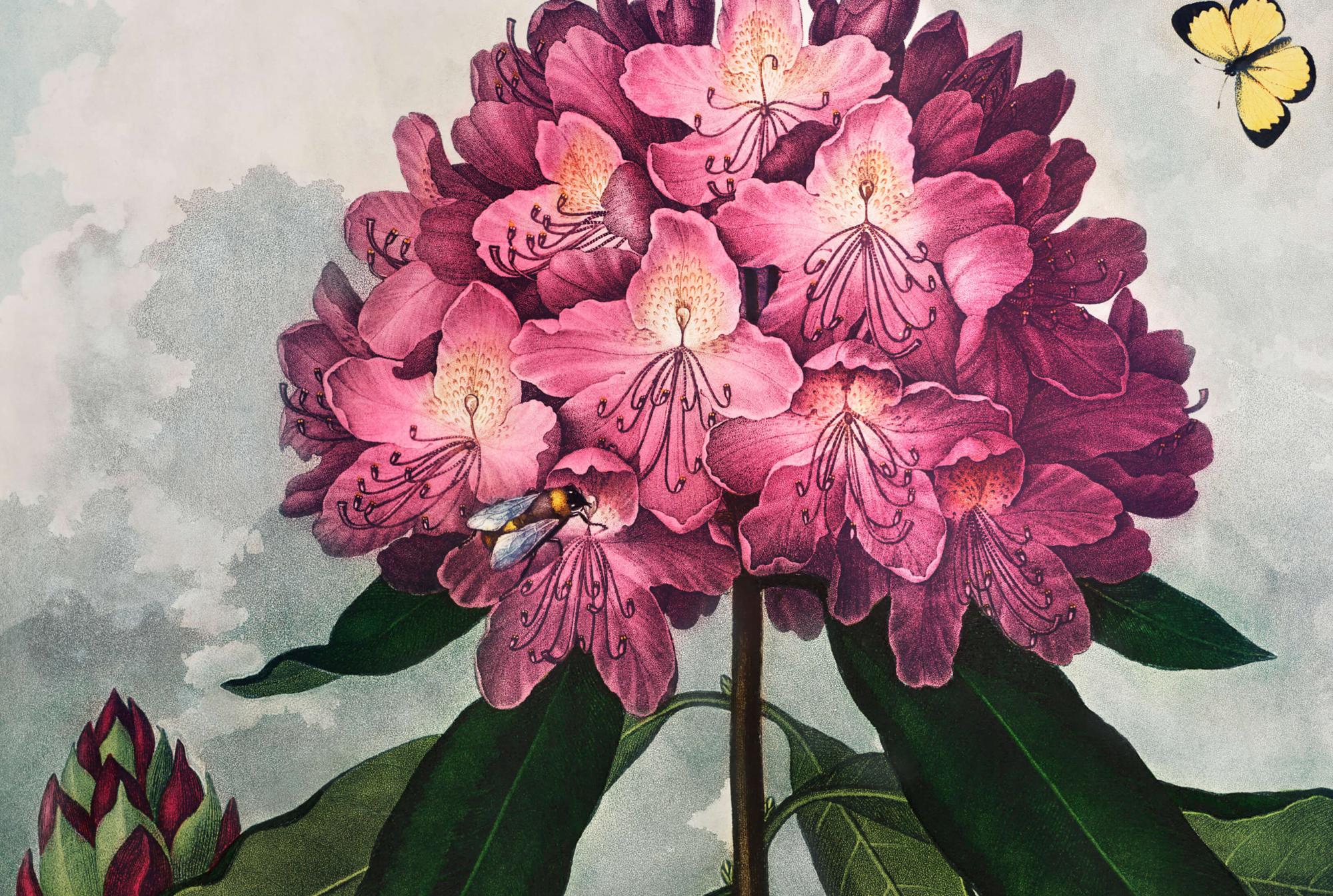 Reprodukcija „Rododendras“, Robert John Thornton, (1808)