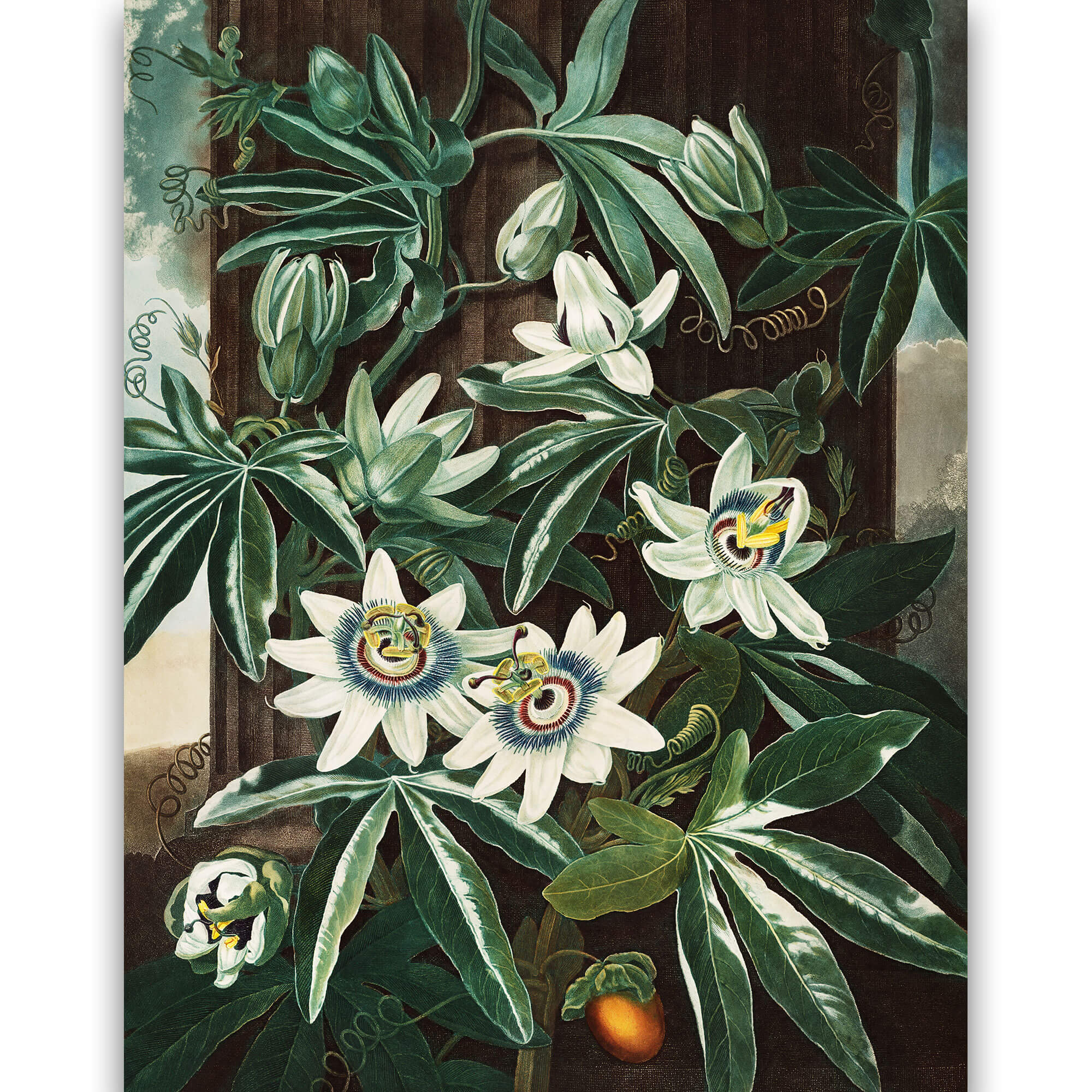 Reprodukcija „Melsvoji pasiflora“, Robert John Thornton, (1808)