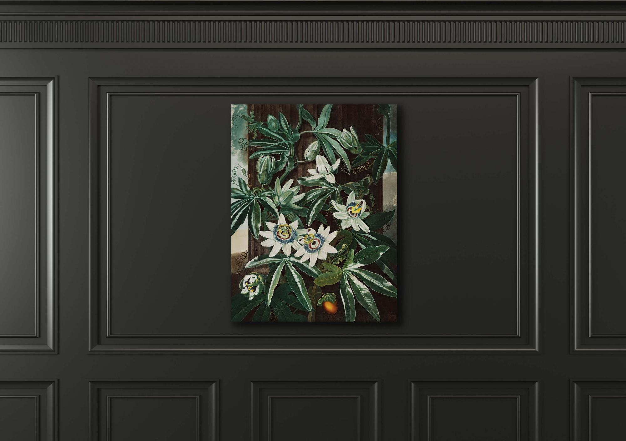 Reprodukcija „Melsvoji pasiflora“, Robert John Thornton, (1808)