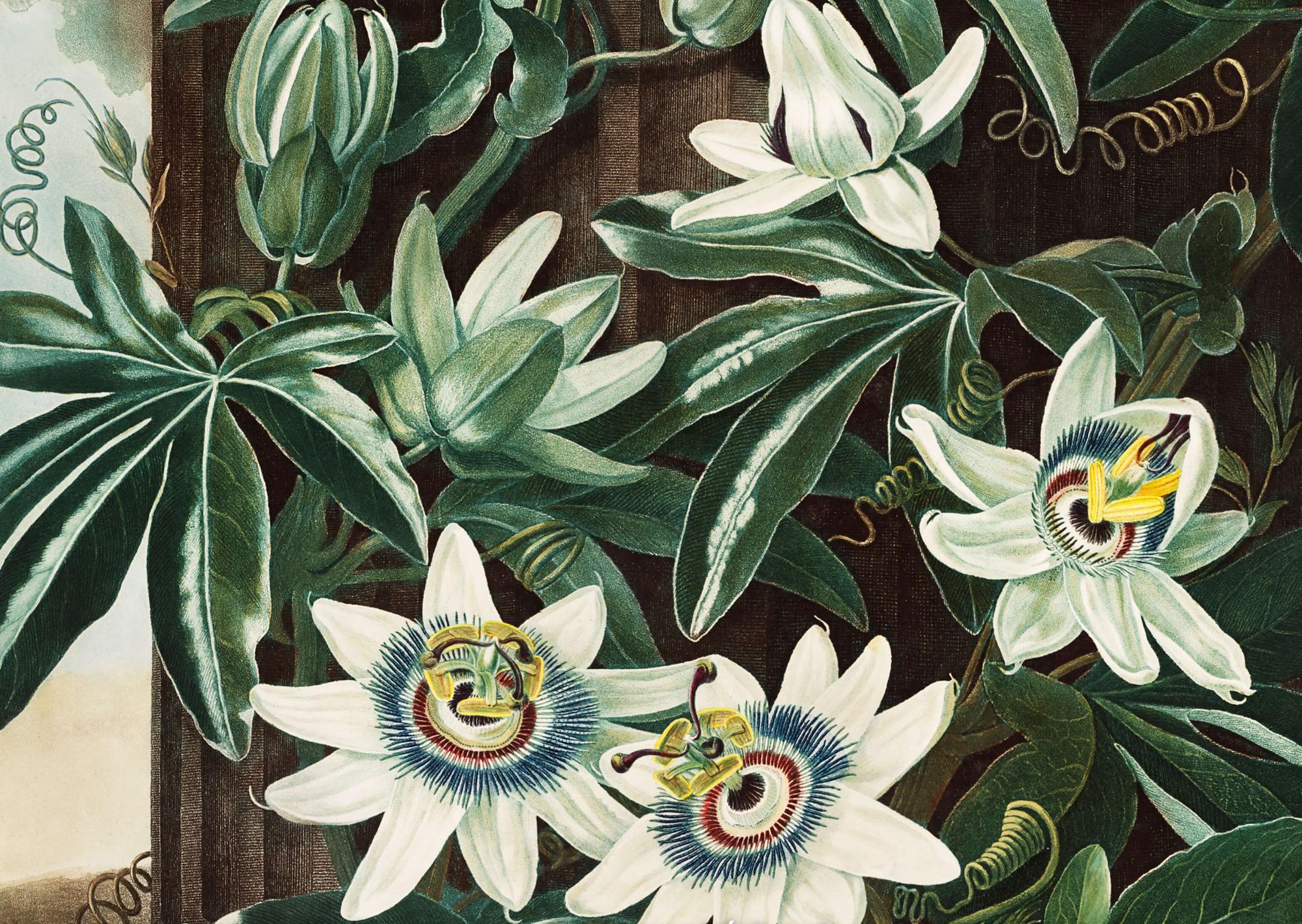 Reprodukcija „Melsvoji pasiflora“, Robert John Thornton, (1808)