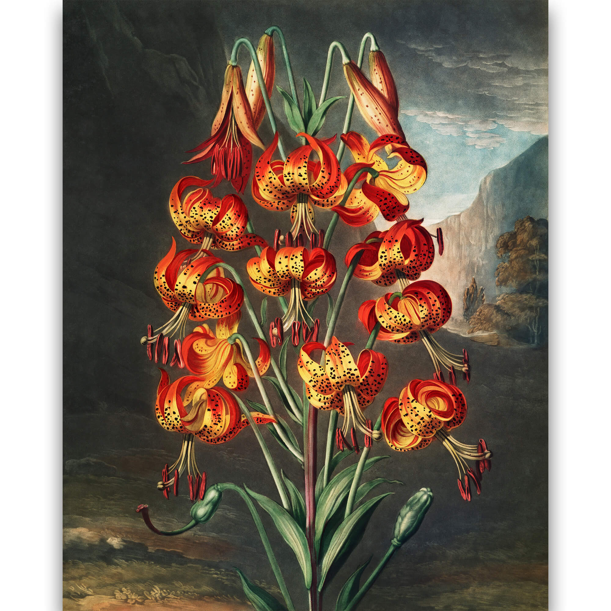 Reprodukcija „Puošnioji lelija“, Robert John Thornton, (1808)