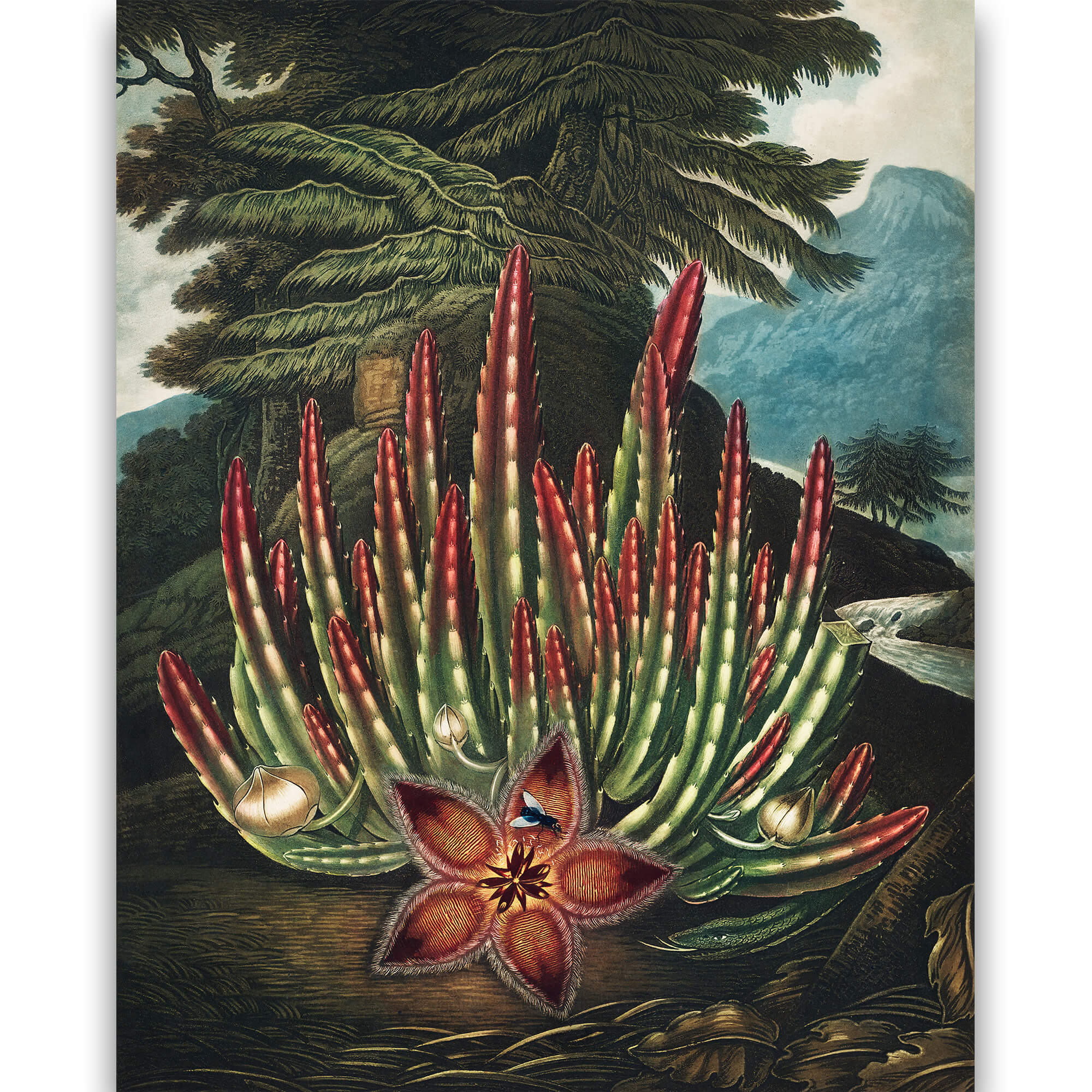Reprodukcija „Stapelija“, Robert John Thornton, (1808)