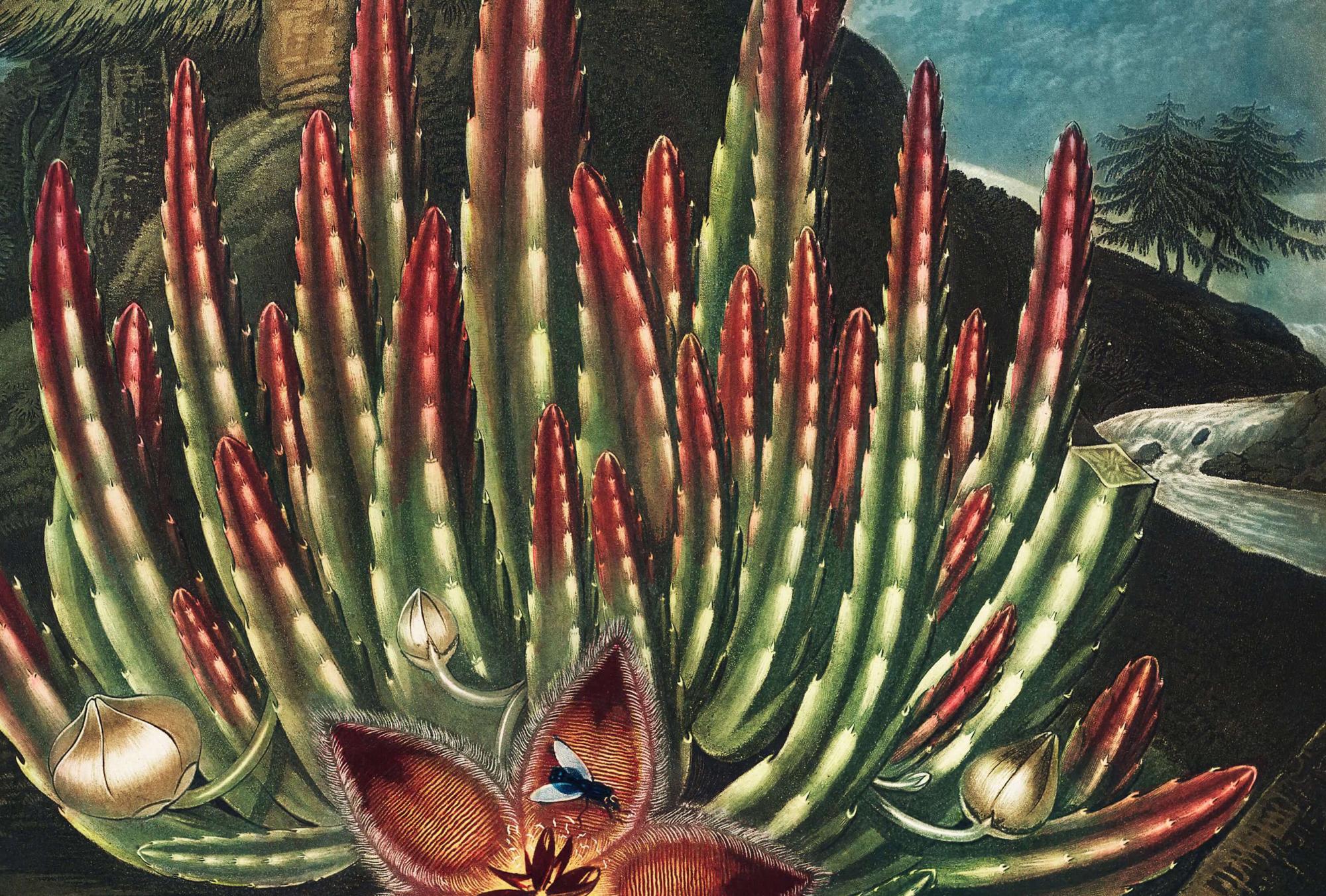 Reprodukcija „Stapelija“, Robert John Thornton, (1808)