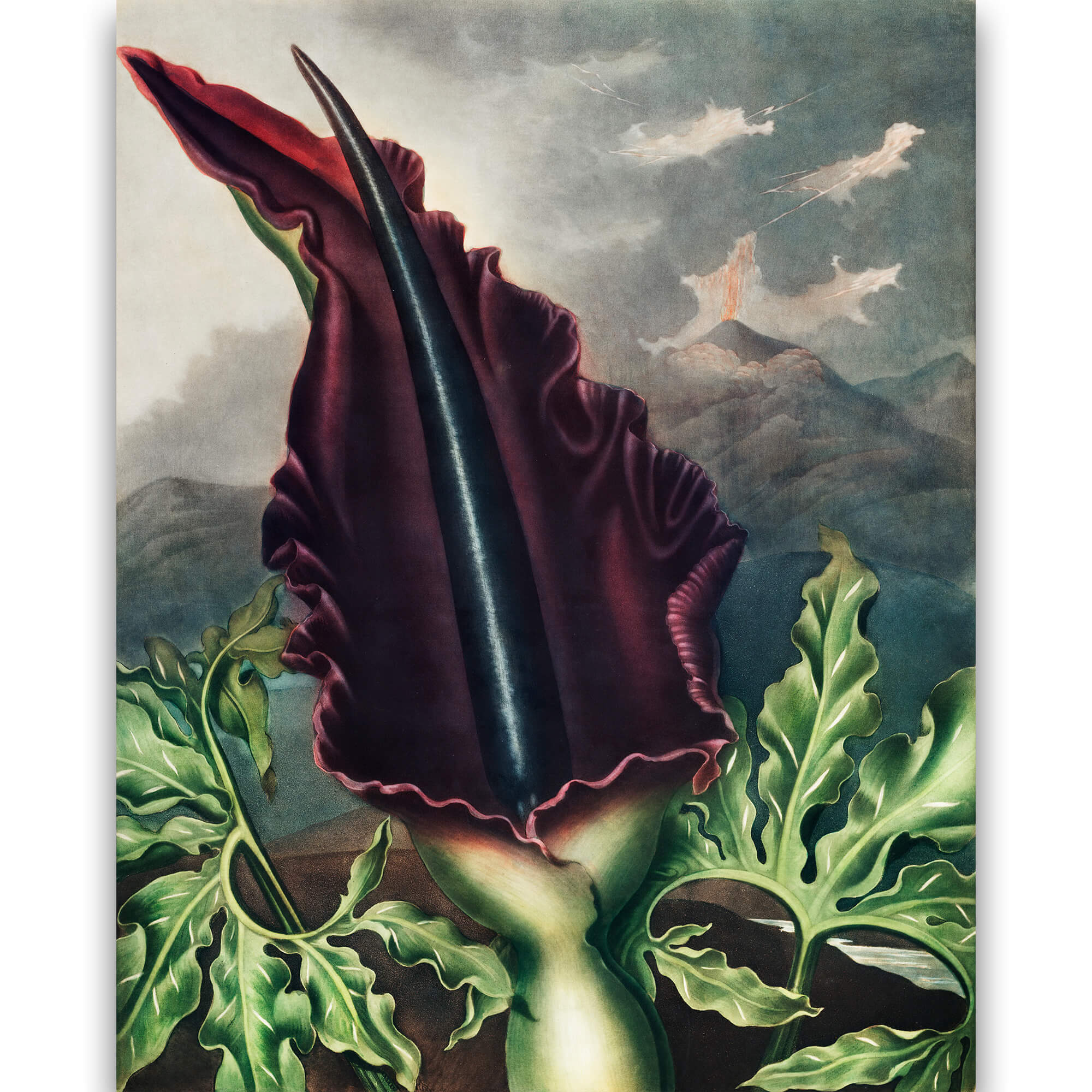 Reprodukcija „Paprastasis slibinaitis“, Robert John Thornton, (1808)