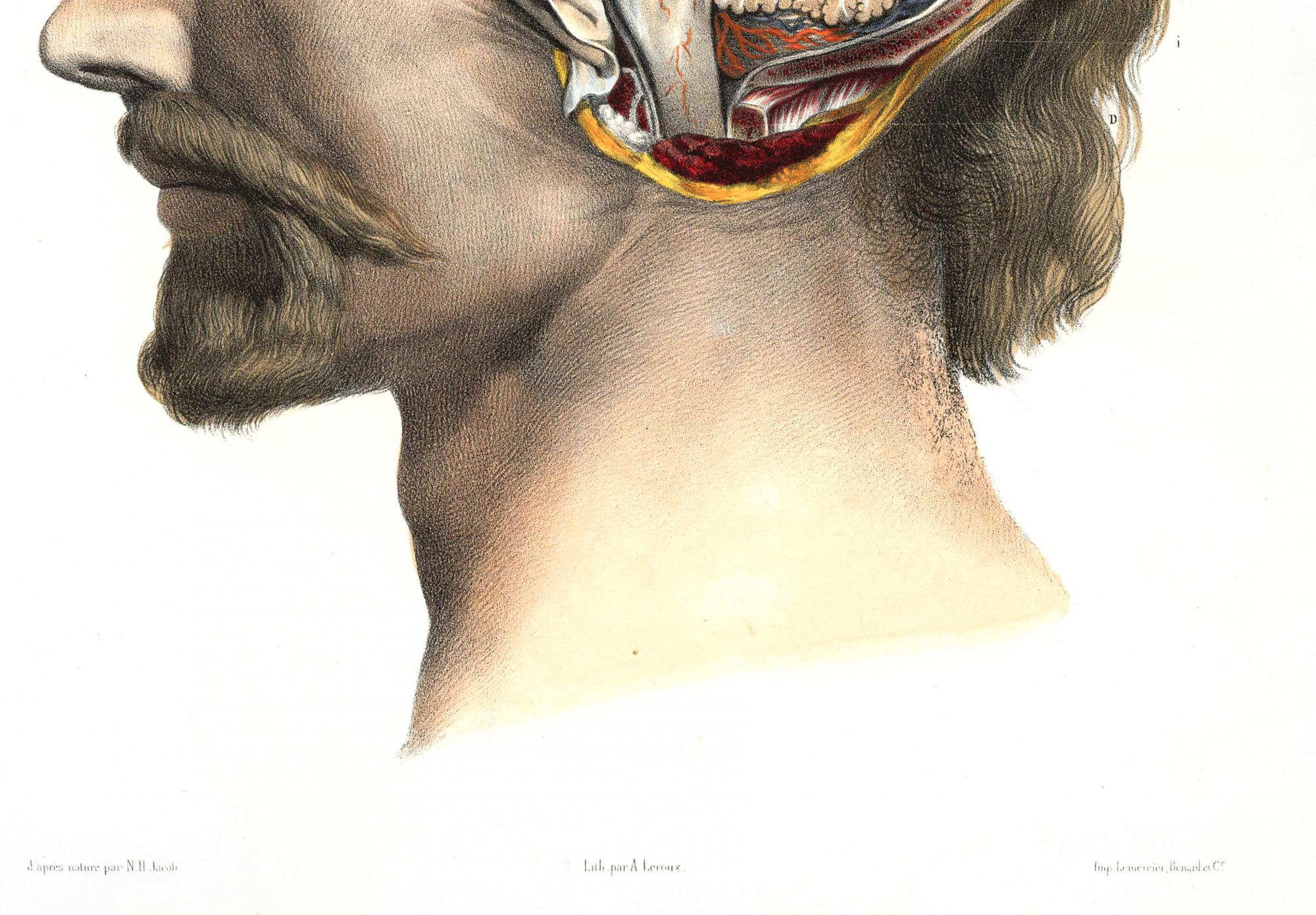 Reprodukcija „Smegenų anatomija“, Nicolas Henri Jacob