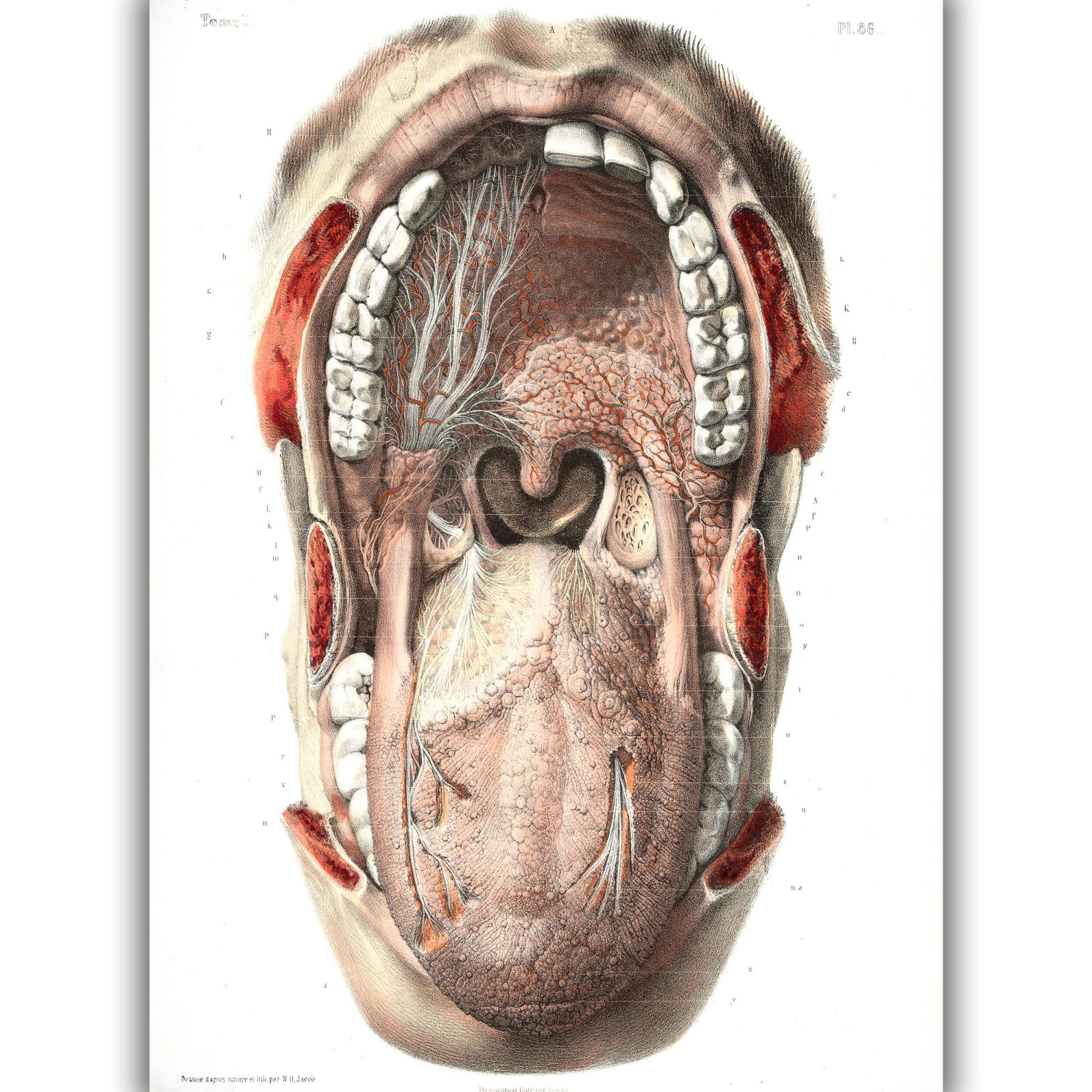 Reprodukcija „Burnos anatomija“, Nicolas Henri Jacob