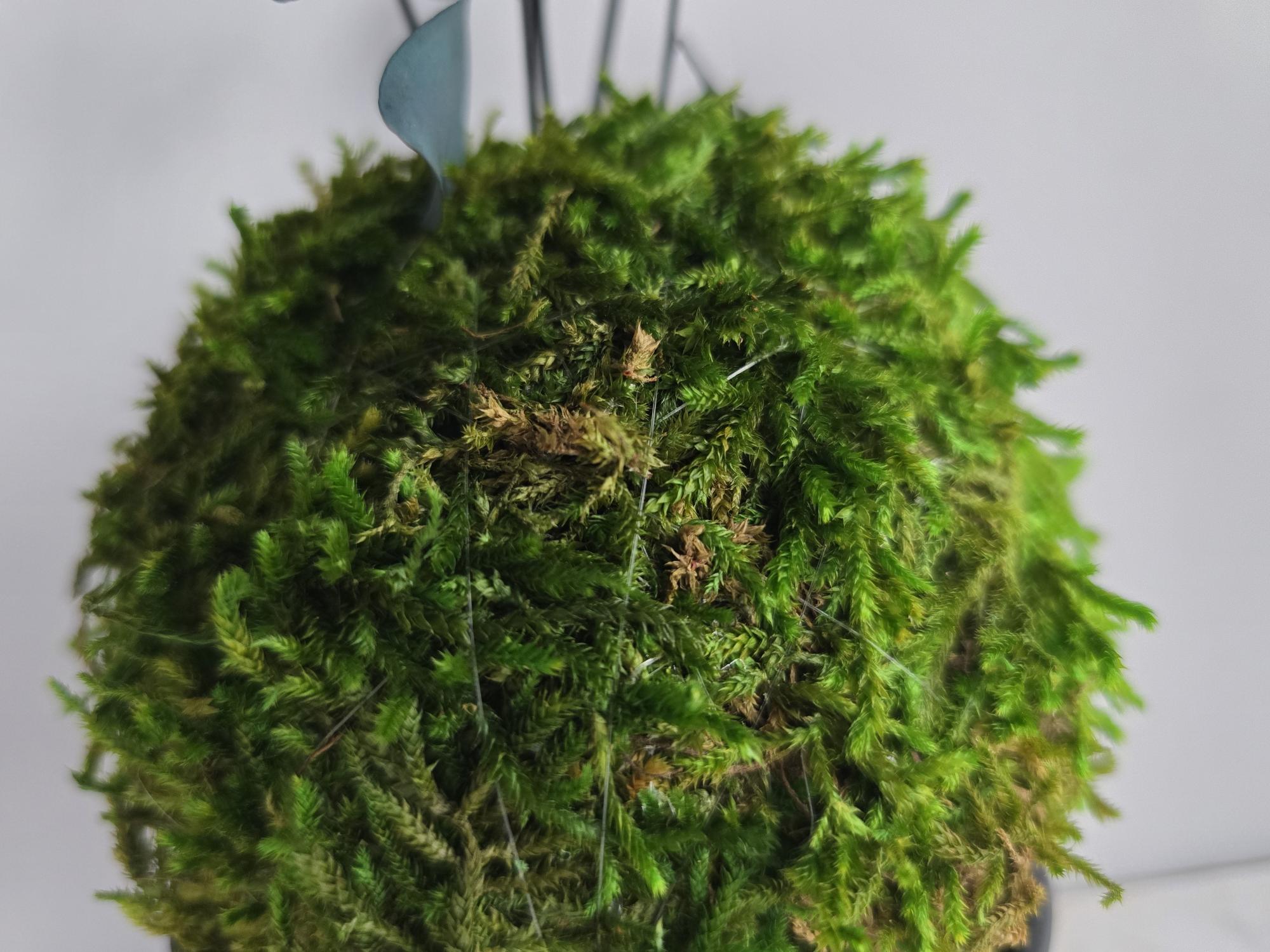 Stabilizuotų samanų ir augalų kokedama rankų darbo Jemonito dubenėlyje