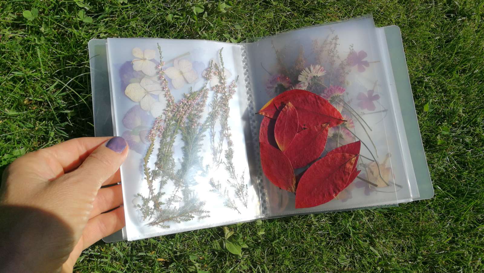 350 knygoje džiovintų augalų albumas