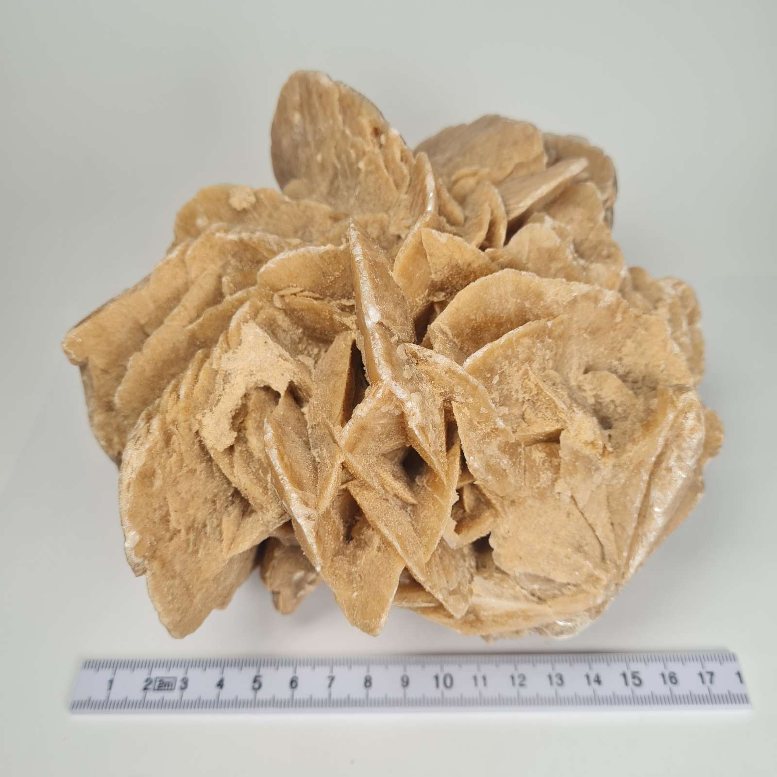 Dykumų rožė A0008