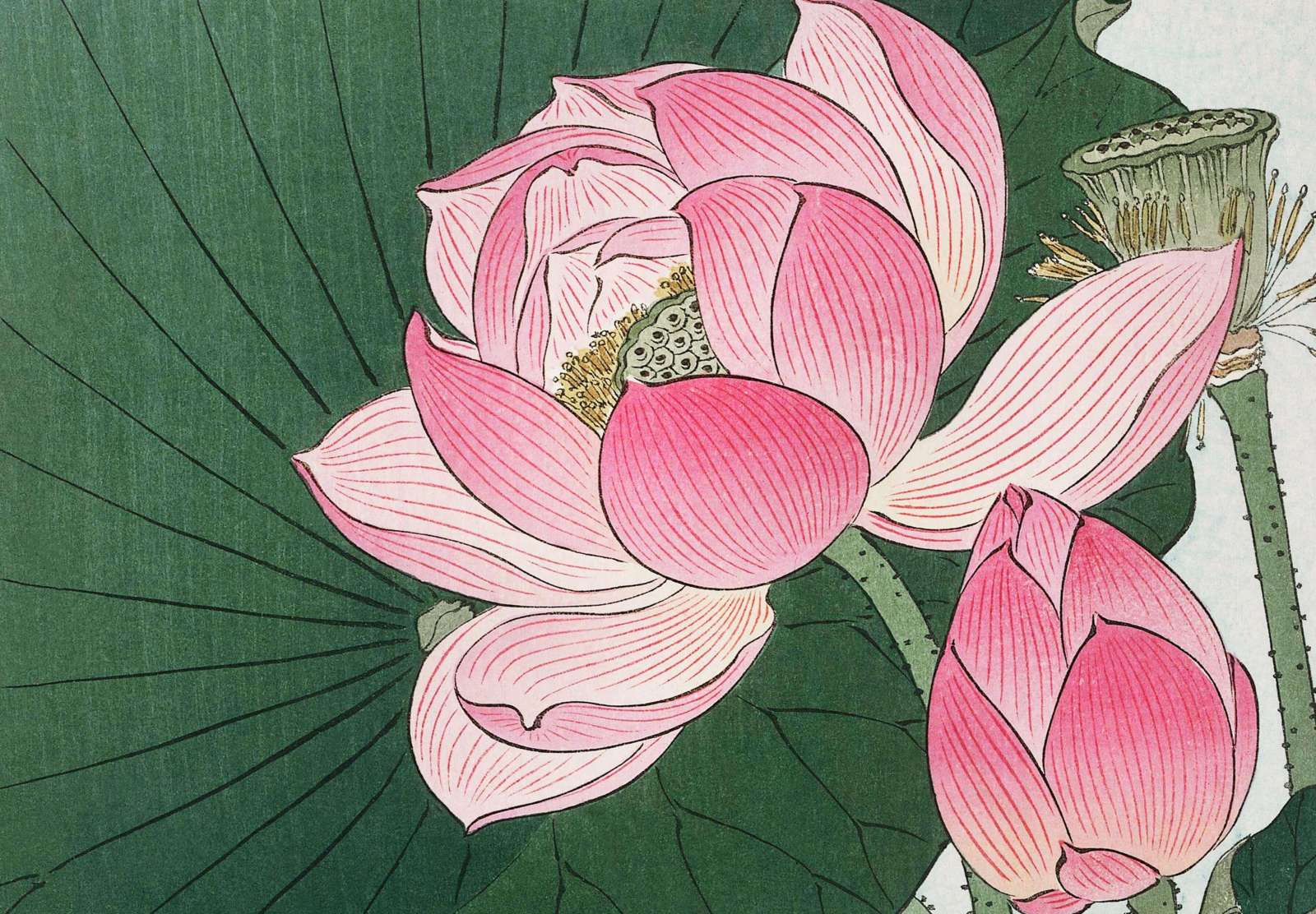 Reprodukcija „Žydintis lotosas“, Ohara Koson