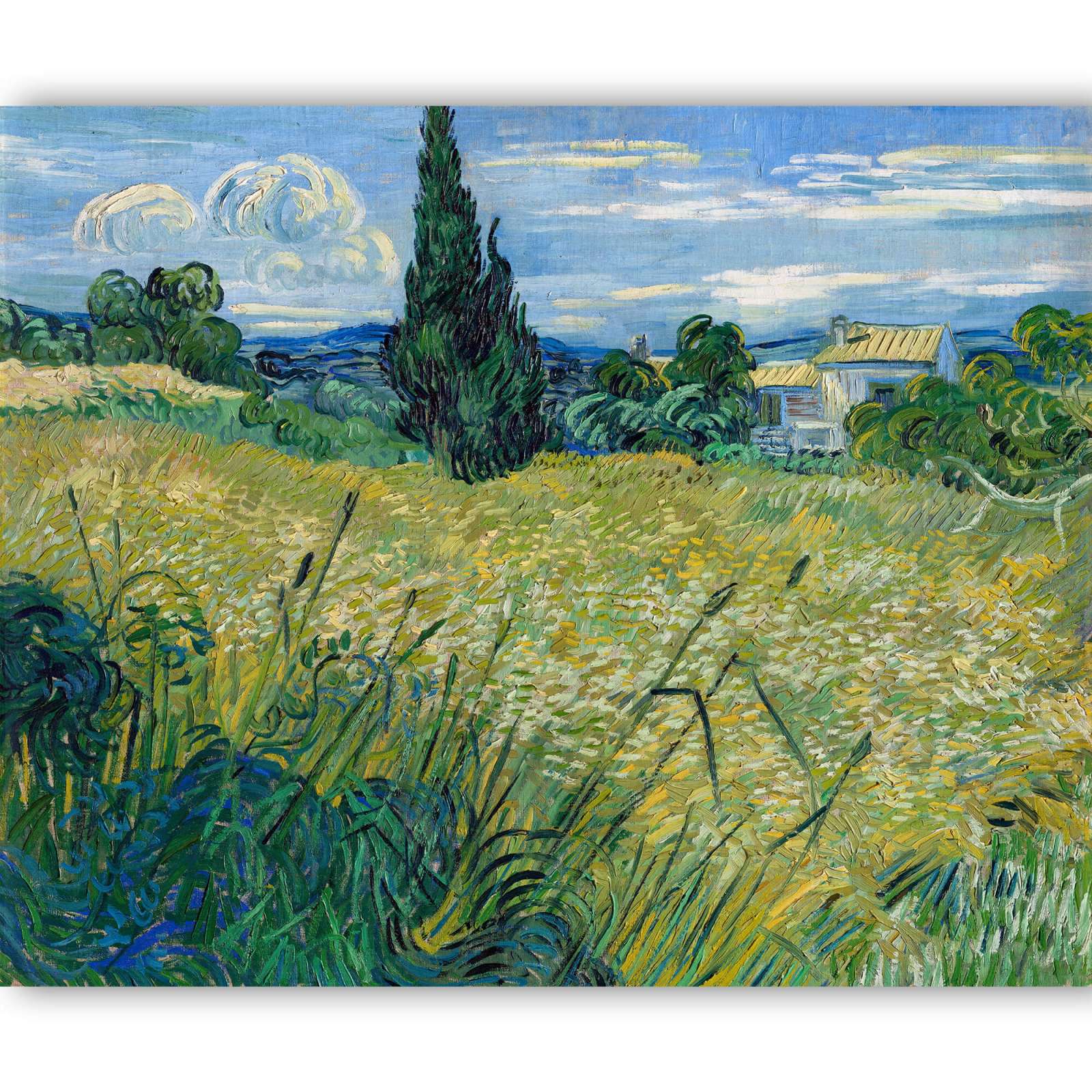 Reprodukcija „Žalias kviečių laukas su kiparisais“, Vincent van Gogh (1889)
