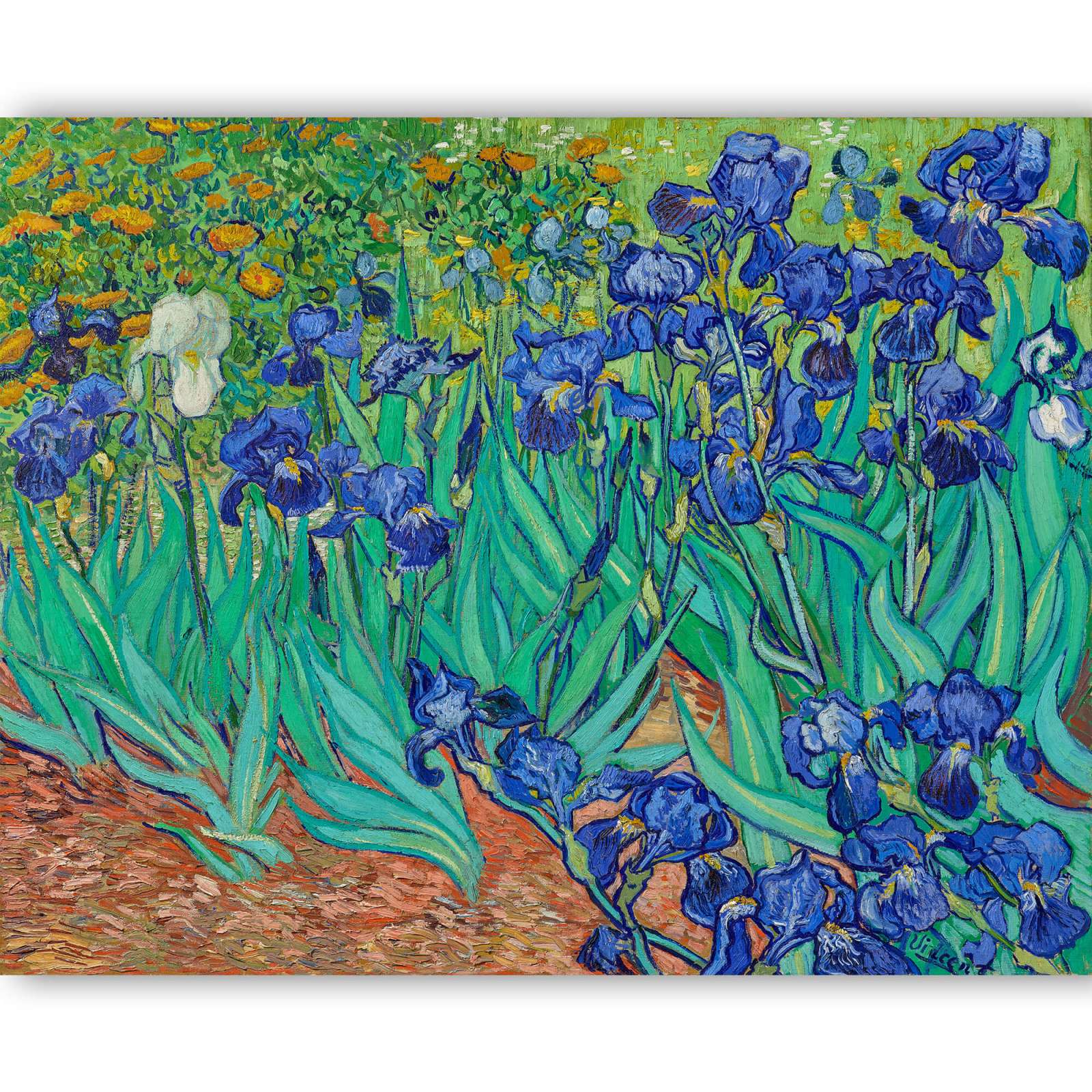 Reprodukcija „Irisai“, Vincent van Gogh (1889)